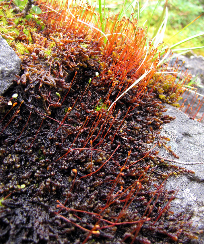 Scorpidium revolvens